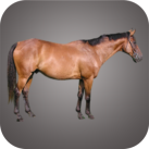 Download Animal Fun