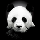 Download AnimalPix HD (iPad version)