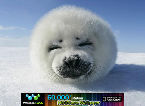 https://static.download-vn.com/animalpix-hd-ipad-version2.jpeg