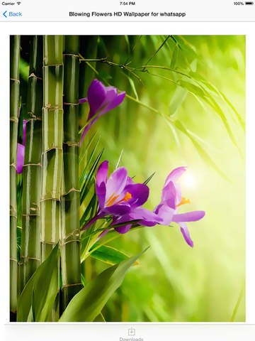 https://static.download-vn.com/blowing-flowers-hd-wallpaper-17.jpeg