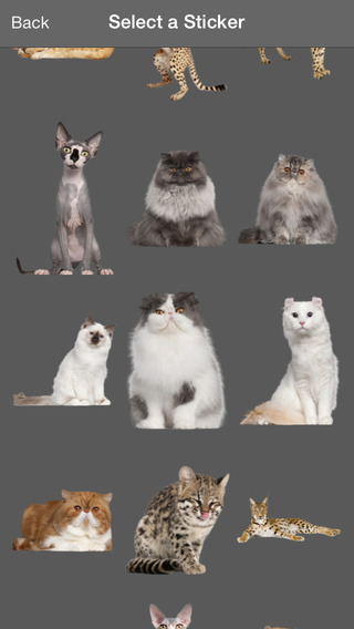 https://static.download-vn.com/cat-effects-draw-stamp-cats-1.jpeg
