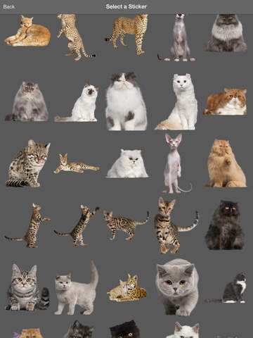 https://static.download-vn.com/cat-effects-draw-stamp-cats-13.jpeg