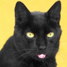 Cat Effects – draw/stamp cats onto any photo