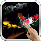 Download Magic touch: Koi Fish