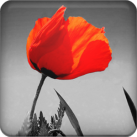 Download Magic Canvas