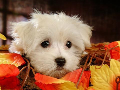 https://static.download-vn.com/cute-puppy-wallpaper-1.jpeg