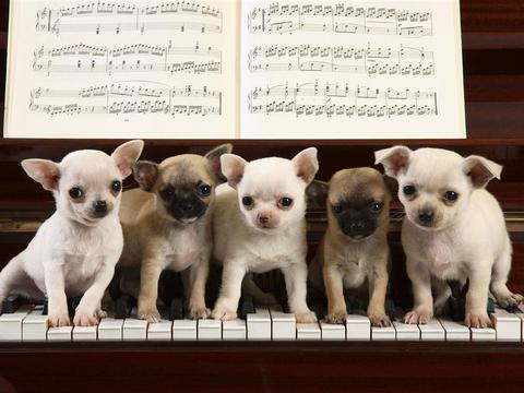 https://static.download-vn.com/cute-puppy-wallpaper-11.jpeg