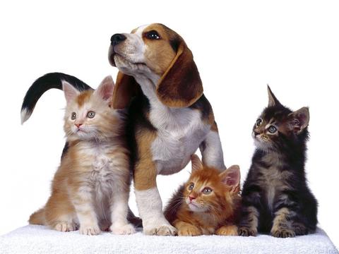 https://static.download-vn.com/cute-puppy-wallpaper-12.jpeg