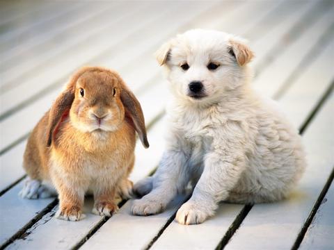 https://static.download-vn.com/cute-puppy-wallpaper-13.jpeg