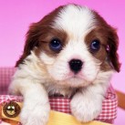 Download Cute Puppy Wallpaper