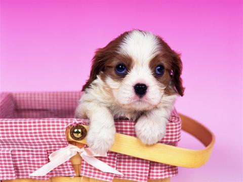https://static.download-vn.com/cute-puppy-wallpaper-14.jpeg