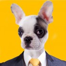 Dog Effects – draw/paint dogs onto any photo