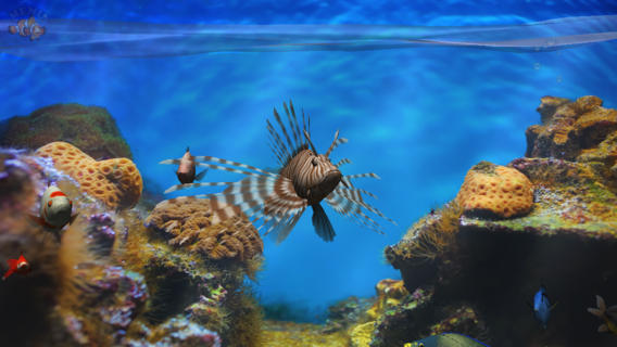 https://static.download-vn.com/fish-fingers-3d-interactive.jpeg