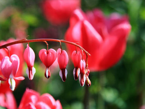 https://static.download-vn.com/flower-wallpapers-hd-free1.jpeg