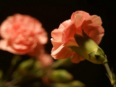 https://static.download-vn.com/flower-wallpapers-hd-free3.jpeg