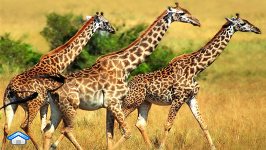 https://static.download-vn.com/gioi-ong-vat-cho-be-yeu-animal3.jpeg