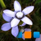 iExplorer for Picasa
