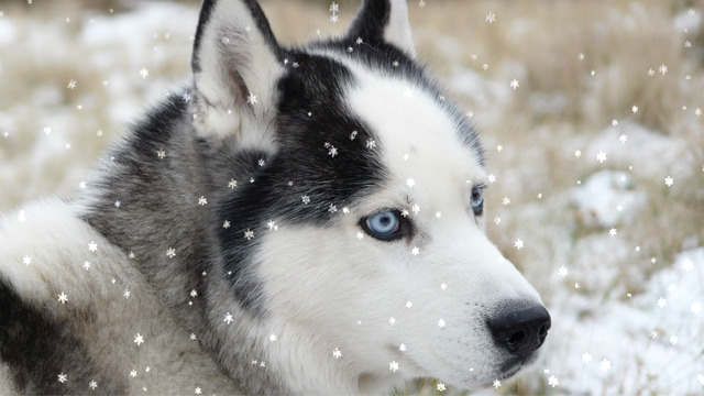 https://static.download-vn.com/magic-snow-11.jpeg