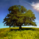 NaturePix HD (iPad version)