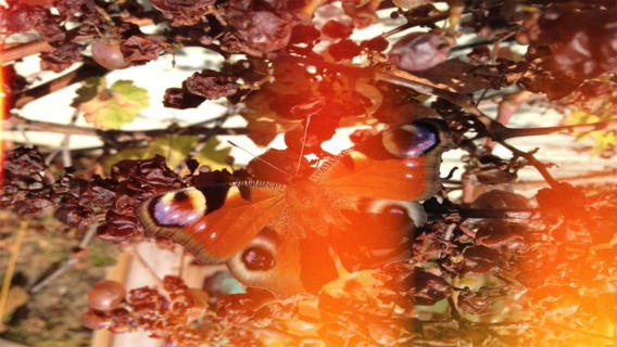 https://static.download-vn.com/osmo-leaker-free3.jpeg