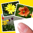 Photo Layout Finger Design