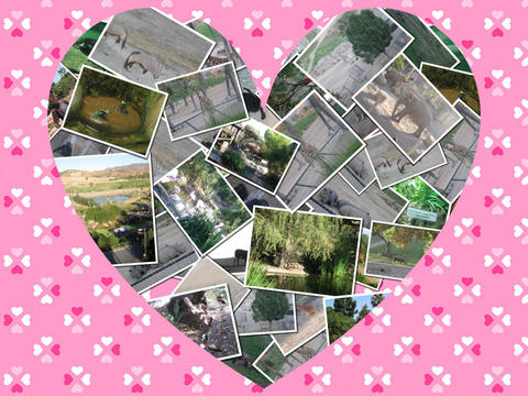 https://static.download-vn.com/photo-shaper-collage-maker-17.jpeg