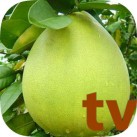 Download Xem Tivi – Bóng Đá Trực Tuyến